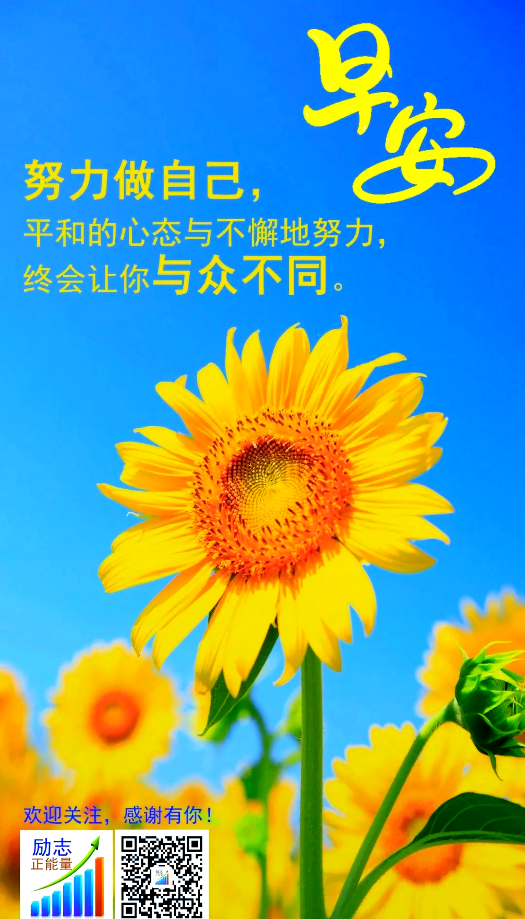 豌豆荚